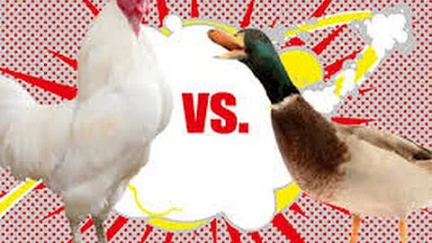 CHICKEN VS DUCK - WHO HAS THE BEST EGG?