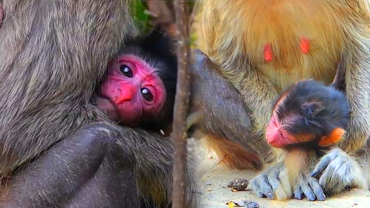 Adorable Wildlife 2026, Cute newborn baby monkey daily life