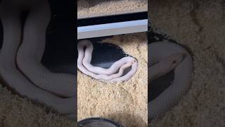 Relaxing Moment – My Snake Sleeping Quietly in the Shop! #SnakeSleeping #ReptileCare #PetReptile