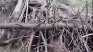 August 12th, 2013  New Nest Find