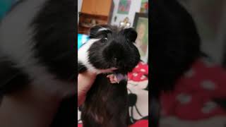 LA COBAYA MÁS BONITA DEL MUNDO! CUTE GUINEA PIG! 😍😀