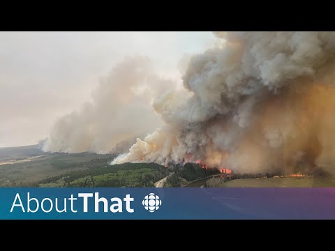 Will alberta's unprecedented wildfires become the new normal? | about that