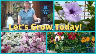 How to Grow from Seed Wave Petunias- Pansies-Polka Dot Plant-  Starting Seed Indoors