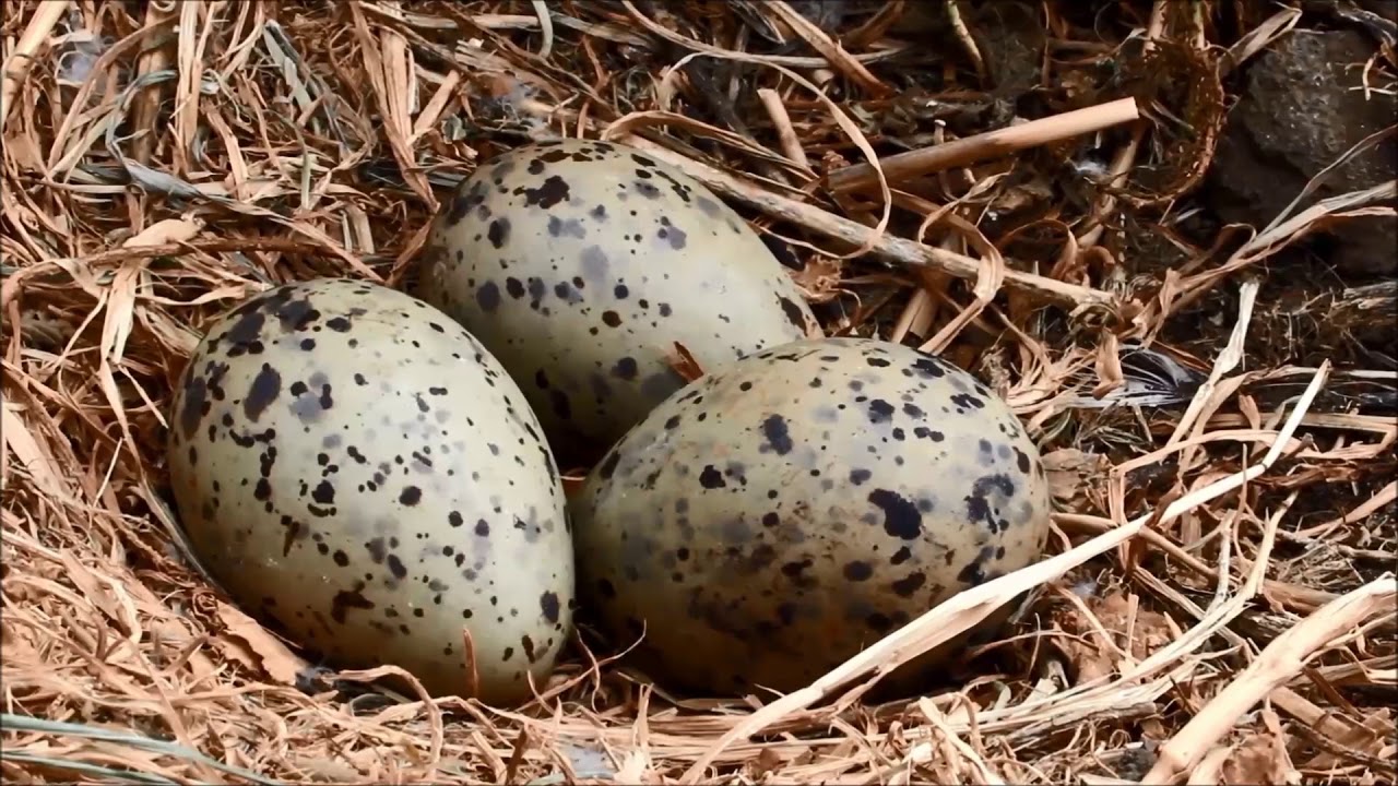 Monitoring Mediterranean seabirds