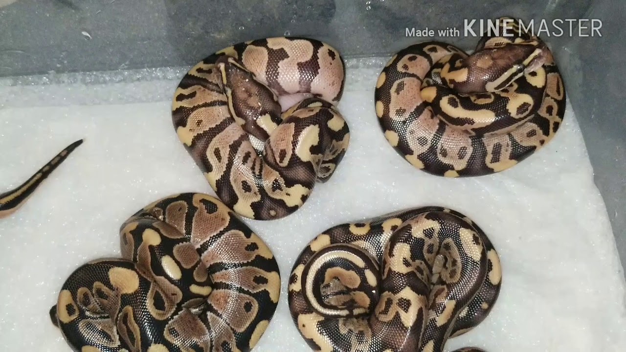 hatchling en francais Vlog#218 LSR Fires Out Of The Eggs