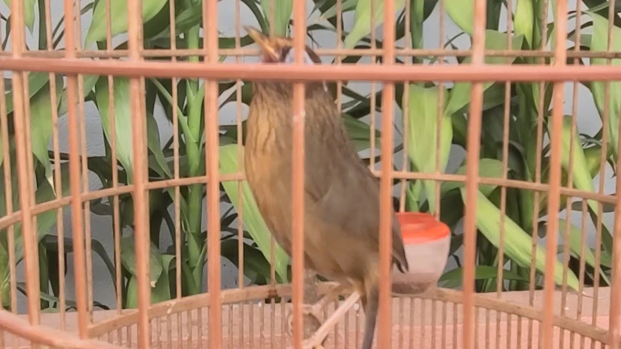 Họa mi mái xùy to kích trống buổi sáng 