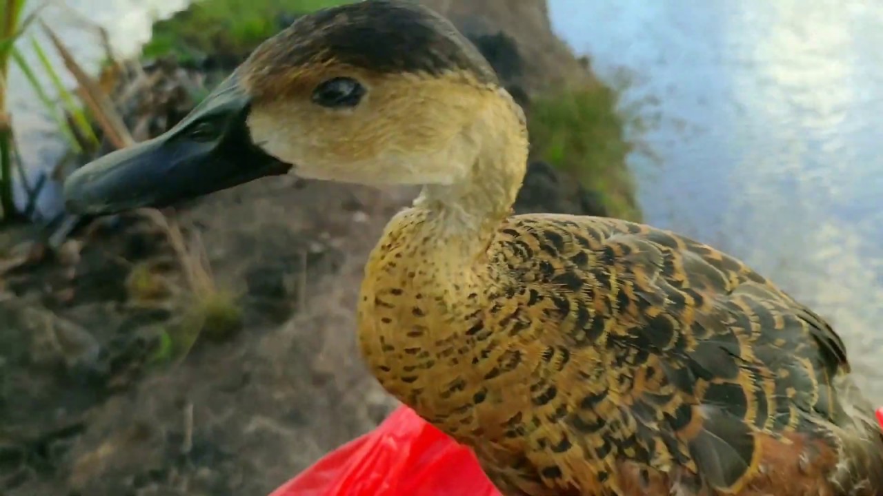 Berburu Burung Belibis di Tanah Borneo SURGANYA PEMBURU 1 