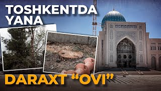 TOSHKENTDA YANA “QIRG‘IN”. DARAXTLAR QANI?