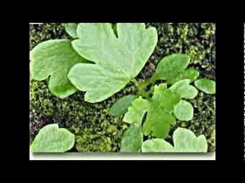 Video: Wildsellerie-Pflanzeninformationen - Ist der Anbau von Wildsellerie in Gärten möglich?