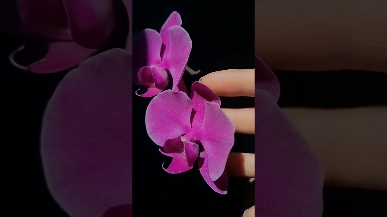 #Orchidaceae