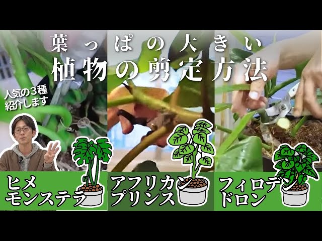 人気植物3選】プロが教える！葉っぱの大きい植物の剪定方法
