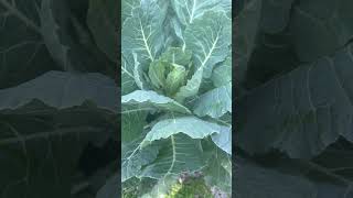 Home Grown Georgia Collards! #collardgreens #plants #vegan #georgia #garden #homegarden #homegrown