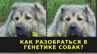 видео: Как разобраться в генетике собак. Кавказская овчарка картинка: Как разобраться в генетике собак. Кавказская овчарка