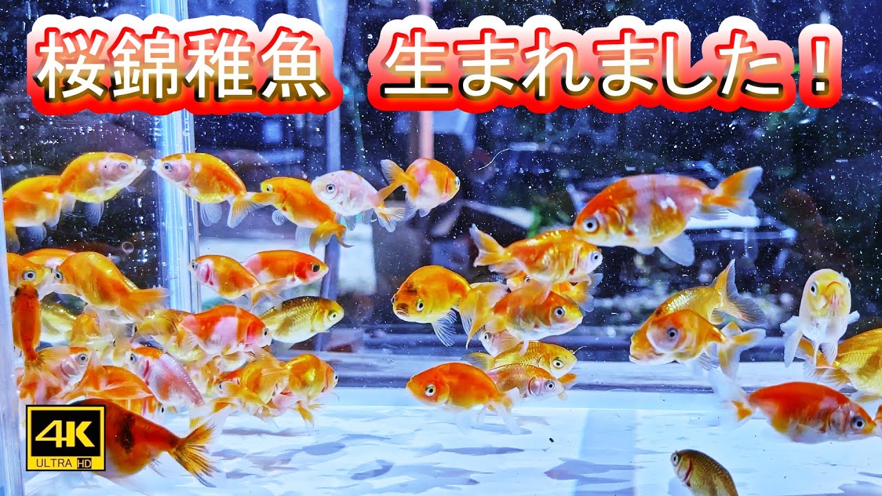 👉【金魚ビギナーでも出来た⁉桜錦 採卵から１００日までの記録】パート１
