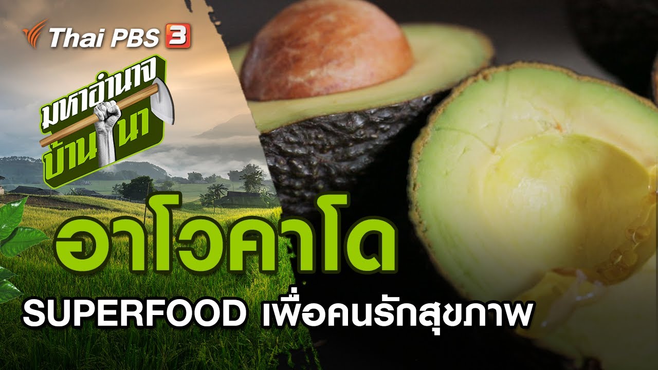 อาโวคาโด SUPERFOOD เพื่อคนรักสุขภาพ : มหาอำนาจบ้านนา