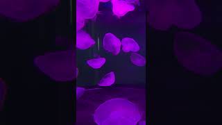 Jellyfish in an Aquarium