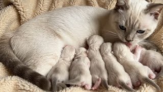 Mother Cat Caring for Her Newborn Kittens 🐾 | Pure Love & Adorable Moments screenshot 5