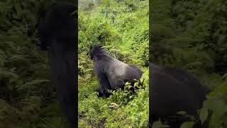 The King of the Forest 🦍👑 | silverback tracking experience in Rwanda #animals #adventuretravel