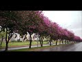 قراءة نادرة للشيخ سعد الغامدي من سورة النساء أروع ما سمعت قراءة نادرة للشيخ سعد الغامدي من سورة النساء أروع ما سمعت