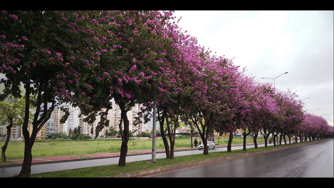 قراءة نادرة للشيخ سعد الغامدي من سورة النساء, أروع ما سمعت...!