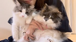 [World Cat Day] Northern European big cat ♡ Norwegian Forest Cat by Talking weegieTV Richard 316 views 8 months ago 4 minutes, 23 seconds