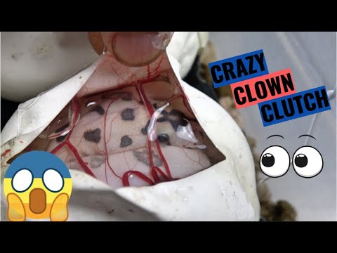 NO WAY!!! Dice Head Clown!  Ball Python Egg Cutting!