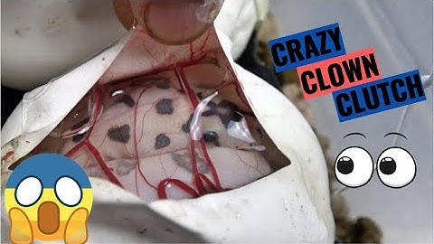 NO WAY!!! Dice Head Clown!  Ball Python Egg Cutting!