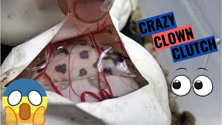 NO WAY!!! Dice Head Clown!  Ball Python Egg Cutting! Wealth
