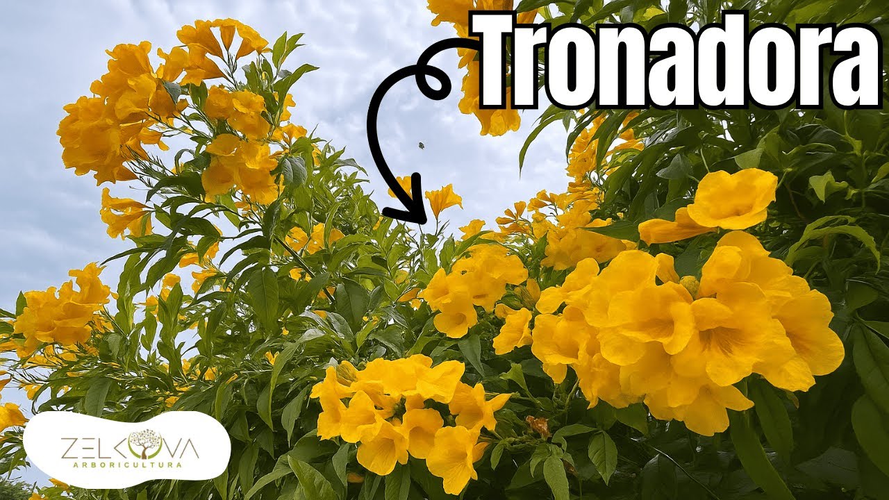 Árbol Nativo para Diabetes: Flor de San Pedro o Tronadora