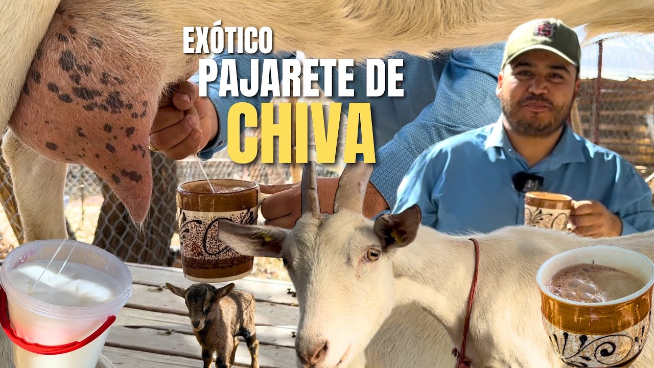 PROUCCIÓN DE LECHE DE CABRA 🐐