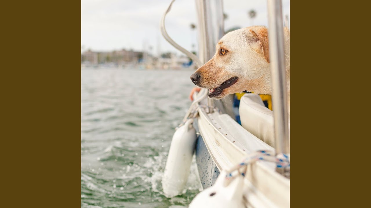 Ocean's Rhythm for Pet Tranquility