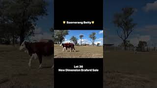 Lot 36 Boomerang Betty (P)