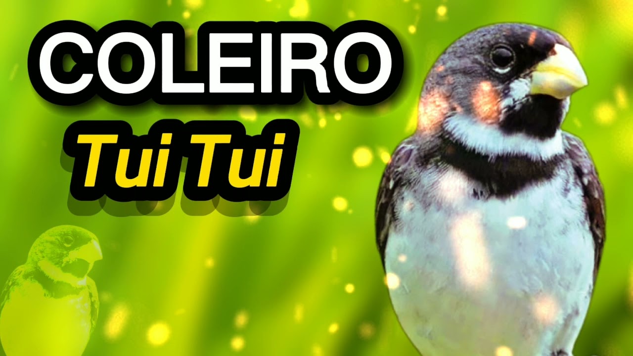 O melhor canto do coleiro Tui Tui clássico Canto do coleirinha cantando ...
