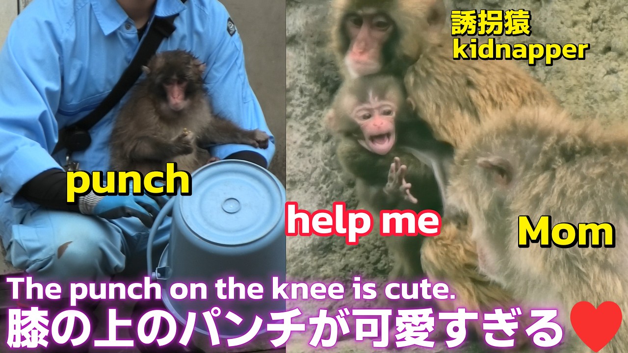 Punch's Diary🐵] Punch on my lap is so cute ♥ And the monkey that