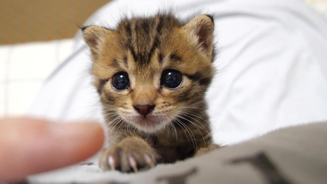 Watching the tiny triplet kittens with a grin [Baby kittens