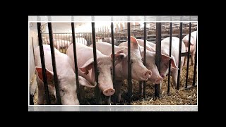 Des Chercheurs Ont Maintenu En Vie Des Cerveaux De Cochons Sans Corps
