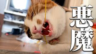 ベルちゃんは小悪魔から悪魔に進化しました…。