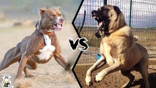 جنگ سگ سرابی با پیتبول / مقایسه پیبول با سرابی / pitbull vs sarabi