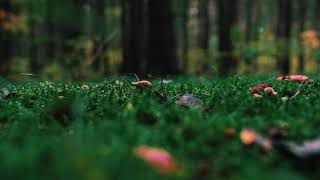 ASMR The Secret Garden - Chapter One