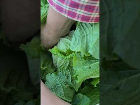 배추손상 없이 노란속 먹는법