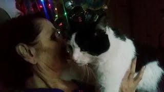 Черныш хочет на ручки! | Cat wants to handle! Черныш хочет на ручки! | Cat wants to handle!