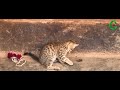 Funny Kittens ♥ Cute Baby Cat Playing Video ♥ New Funny Cats Video