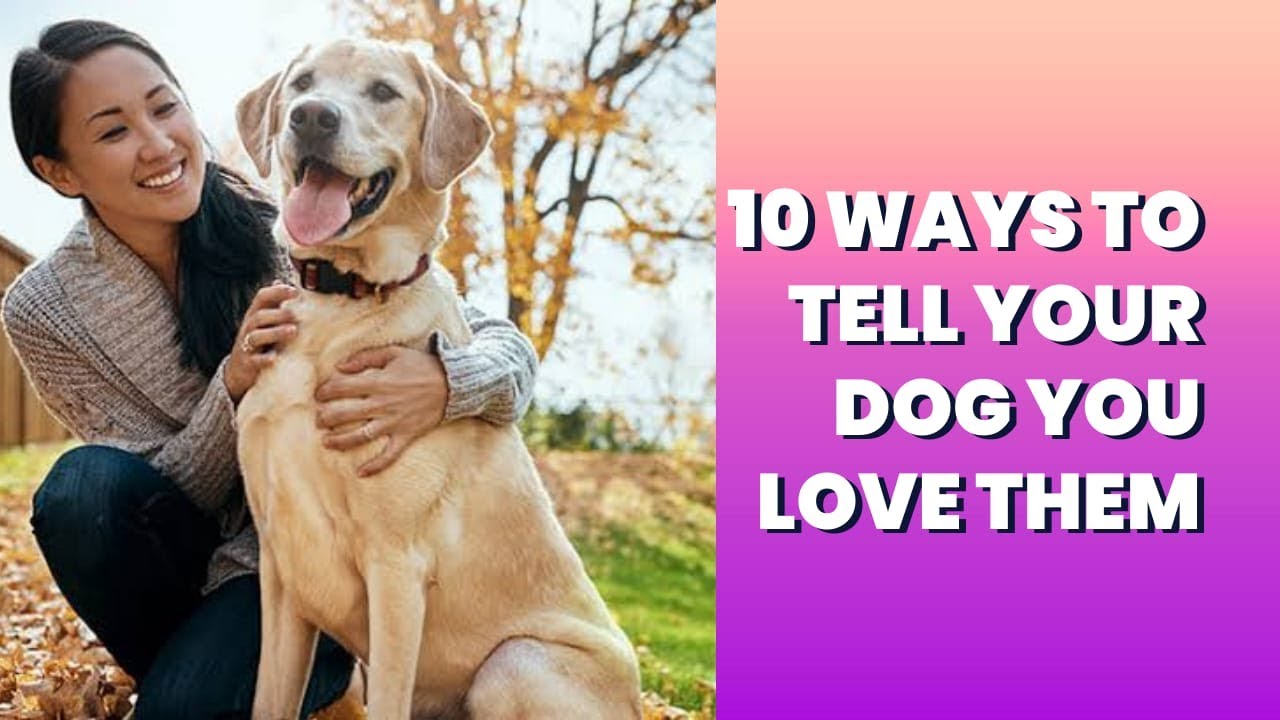 10 Ways to Tell Your Dog You Love Them - YouTube