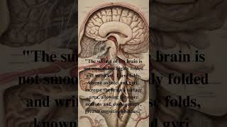 "The Unfolding Enigma: Exploring the Marvel of the Brain's Intricate Folding"