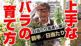 【バラの育て方】「日当たり風通し編」(前半／日当たり)