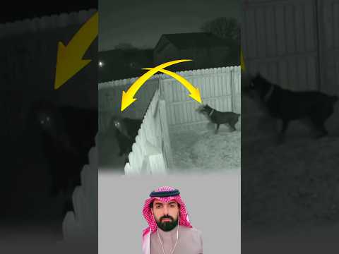 العجوز تقف بثبات لكن الكلب اندفع هجوم ا مفاجئ ا وعمل على كسر الباب أعوذ اكسبلور 