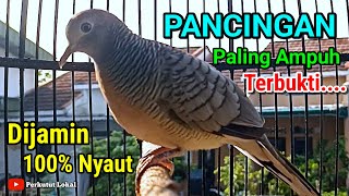 Perkutut Lokal Gacor Suara Kristal Pancingan Perkutut Paling Ampuh Agar Cepat Bunyi Gacor #perkutut