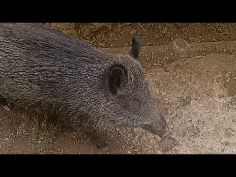 Wild boar after the mongooseFun-Travel -Adventure is live! - YouTube