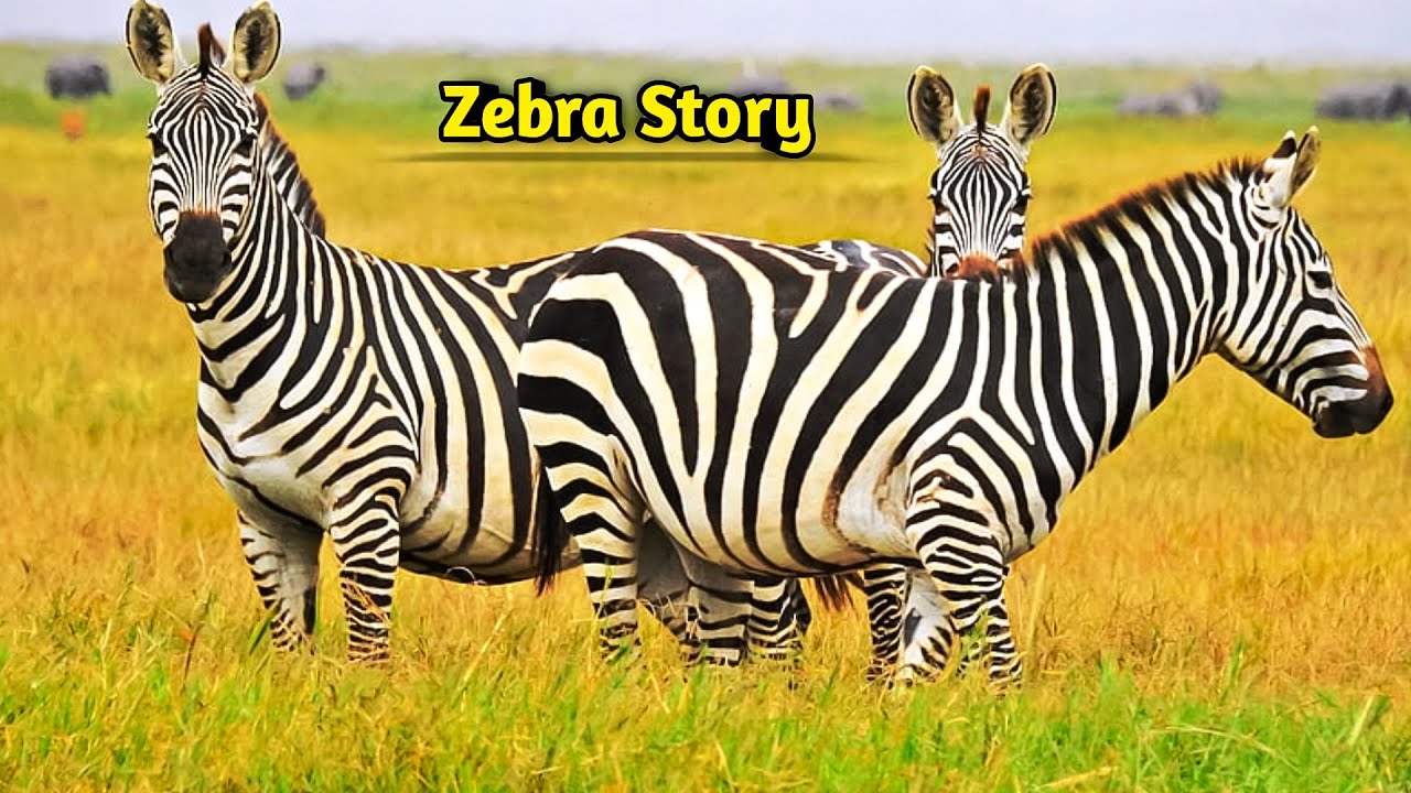 Unbelievable Story of Zebra | A Heart-Touching Inspirational Wildlife Adventure