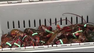 Maine lobster industry faces changes, shift due to warming waters